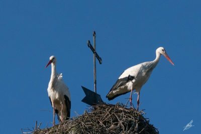Caminhadas da NOVA - Image 8