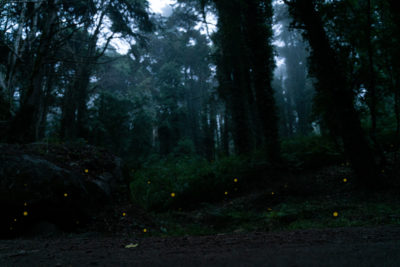 Caminhadas da NOVA - Image 11